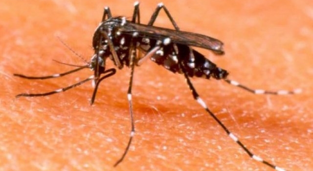 Tercer caso de dengue en Suardi