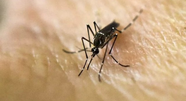 Siguen en descenso los casos de dengue en la provincia