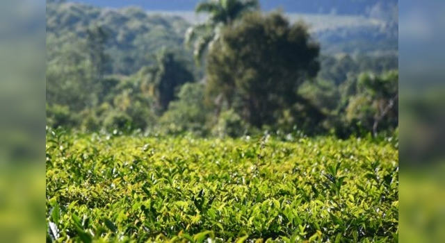 El té argentino se posiciona en el mercado mundial