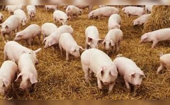 "Oink, Oink”, ¿Dónde están?: El gran robo de cerdos a Rafaela Alimentos