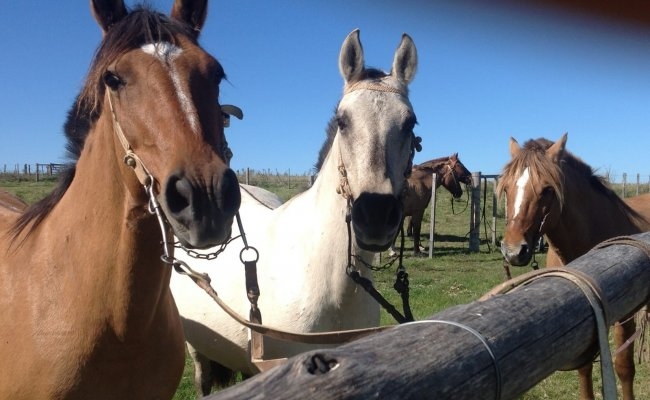 Daños en corrales donde se encuentran caballos secuestrados