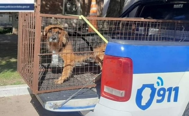 Secuestraron un perro por lesionar a una menor en Colonia Vignaud