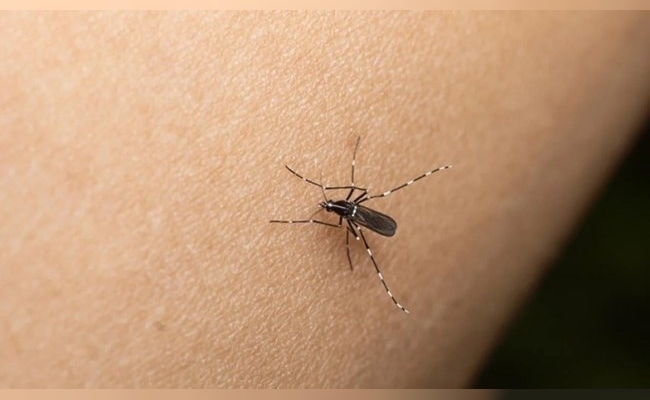 Brote del dengue: para el Gobierno no es "necesario" incorporar la vacuna ante la epidemia