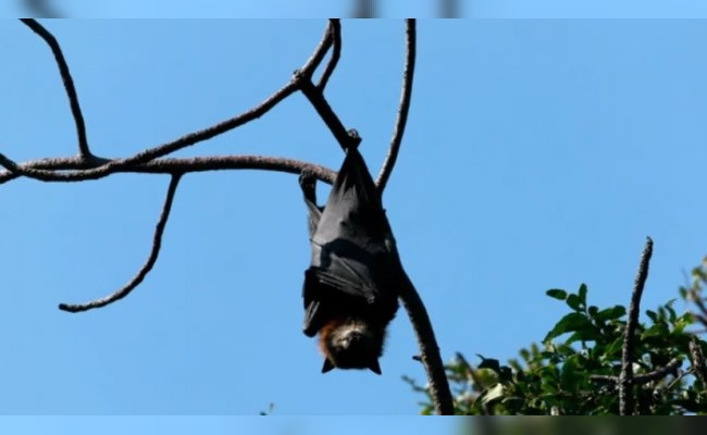 La Plata: investigan un posible caso de rabia en un murciélago que apareció en pleno centro
