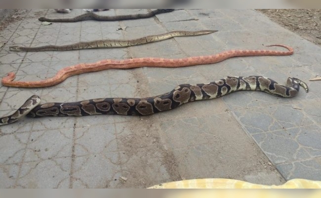 Encuentran cinco serpientes dentro de un contenedor en un barrio de Córdoba