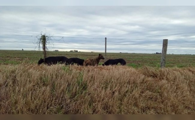 Caza ilegal con jaurías en Córdoba: 12 detenidos y 25 perros rescatados