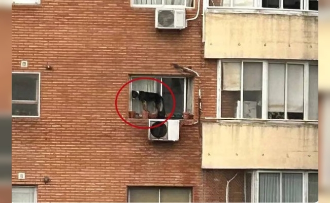 Rescataron a un perro que estaba al borde de una ventana en el sexto piso de un edificio