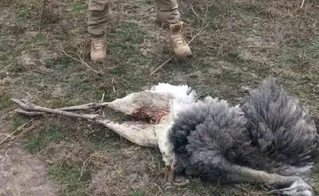 Doce personas involucradas en la matanza de tres ñandúes en el Parque Ansenuza