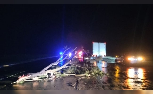 Porteña: Intentó esquivar una rama de árbol en la ruta y terminó volcando el acoplado de su camión