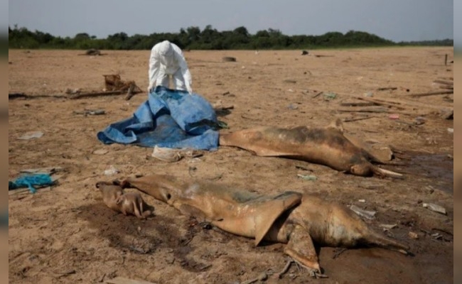 Brasil pierde 33% de áreas naturales de su territorio, indica estudio