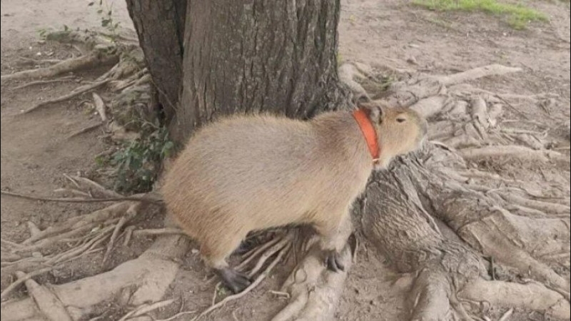 Policía Ambiental rescató un carpincho y dos aves silvestres en Córdoba y Colonia Caroya