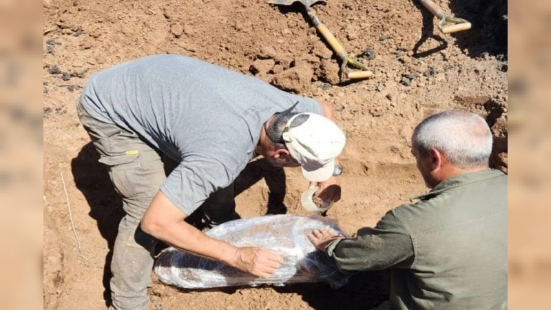 Entre Ríos: extraen restos fósiles de un gliptodonte hallado en zona rural