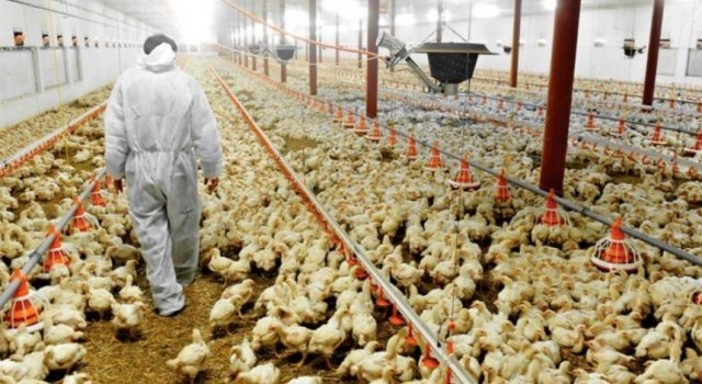 Gripe aviar: confirmaron el primer caso en Santa Fe