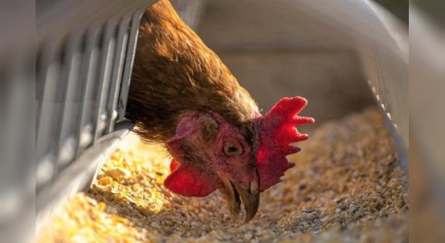 Confirman casos de gripe aviar en gallinas y patos de una localidad de Santa Fe