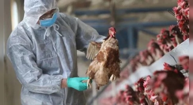 Suman 59 los casos de influenza aviar y advierten que "llegó para quedarse"