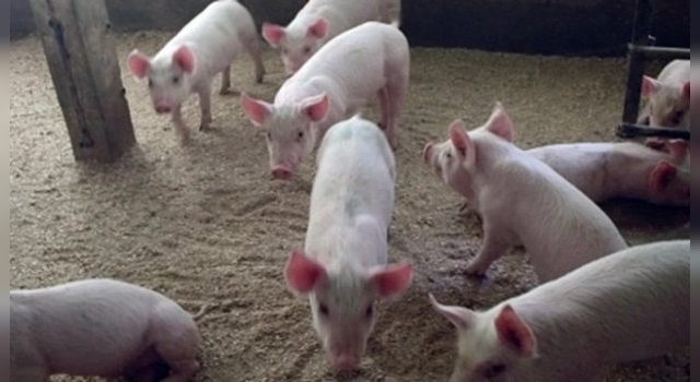Brote de triquinosis: sacrificaron a 230 cerdos en Colonia Tirolesa