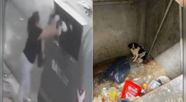 Indignante: una mujer tiró a su perro a un contenedor de basura