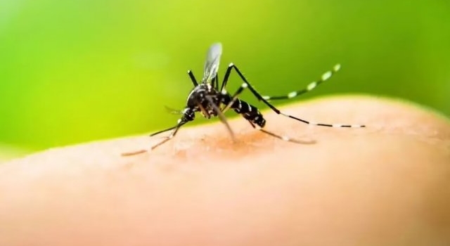 Dengue en Córdoba: aumentan los casos en Capital y ya son más de 200 en una semana