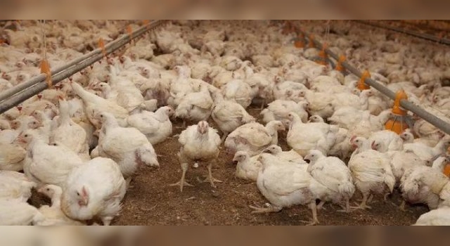 Senasa confirmó en la última semana ocho nuevos casos de influenza aviar