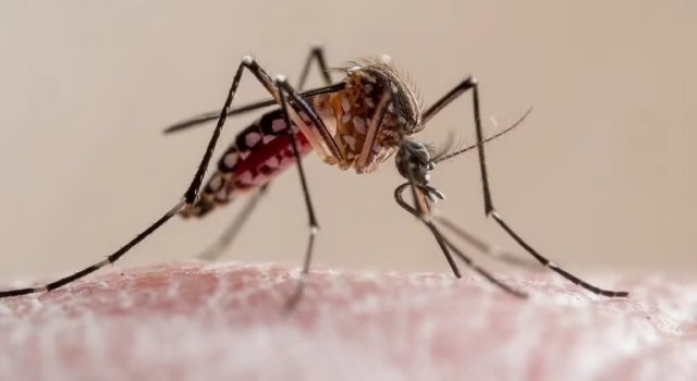 Dengue: confirmaron tres muertes en Tucumán y los casos siguen en aumento en todo el país