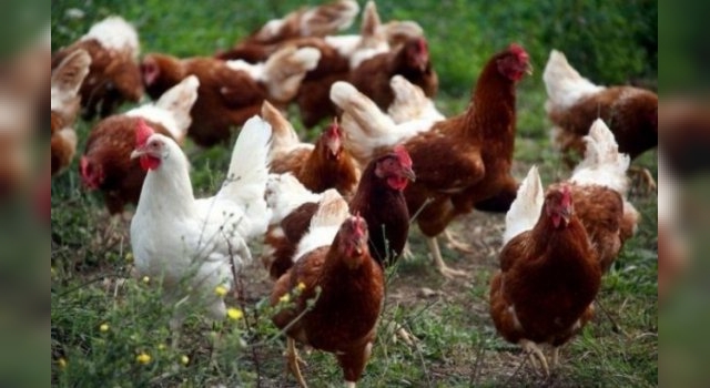 Confirmaron el primer caso de gripe aviar en humanos en Chile: el paciente está grave