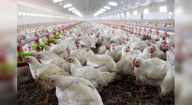 Gripe aviar: Senasa confirmó cuatro nuevos casos, uno en Córdoba