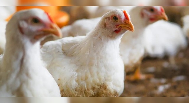Nación destina $1.928 millones para asistir a productores avícolas