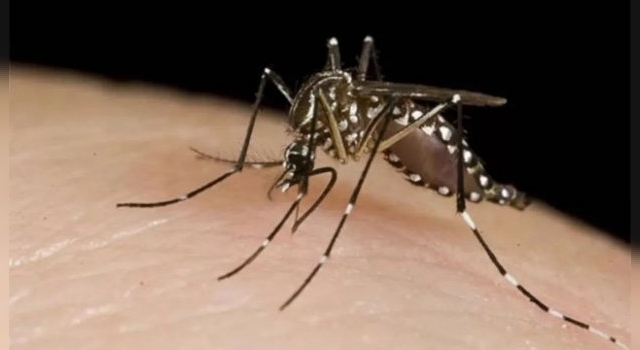 Hubo 1.312 nuevos casos de dengue y 29 de chikungunya en la provincia