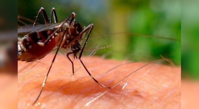 Hay más de 56 mil casos de dengue en todo el país