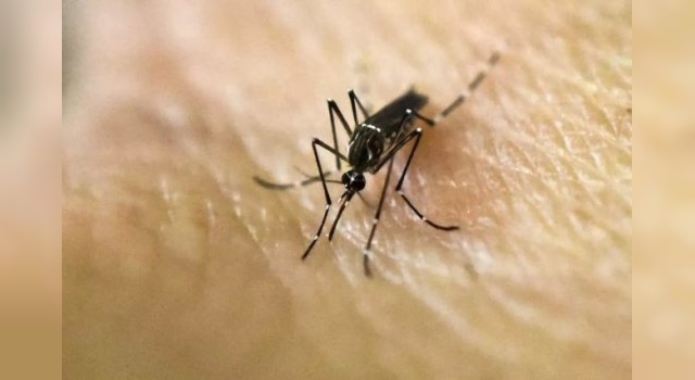 Anmat aprobó el uso de una vacuna japonesa contra el dengue