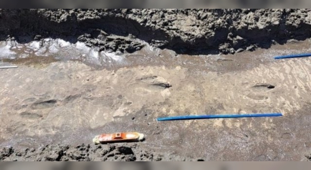 Descubrieron huellas de un ave prehistórica en las costas de Río Negro