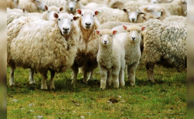 Robaron 30 ovejas que cargaron en un tráiler del damnificado