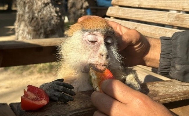 El hambre golpea por igual a animales y personas en el zoológico de Gaza