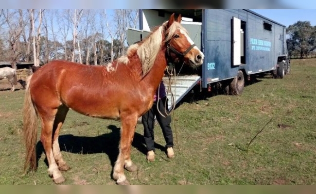 Murió una mujer que había contraído Encefalitis Equina del Oeste