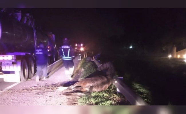 Peligro en la oscuridad: atropelló y mató a dos caballos que iban sueltos en la ruta