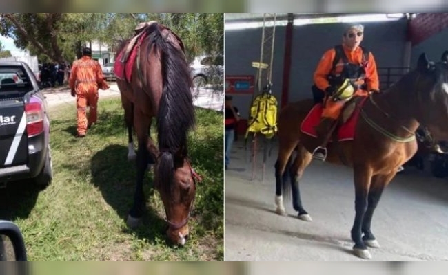 Alerta: roban a bomberos un caballo especializado en búsqueda de personas