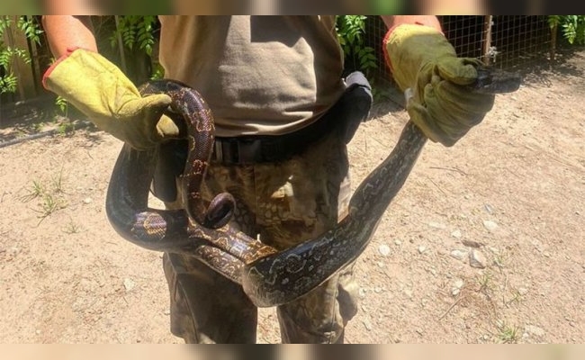 Rescataron una lampalagua que apareció en un country cordobés