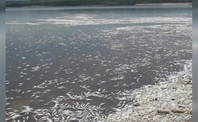 Por la ola de calor en Córdoba, miles de peces aparecieron muertos