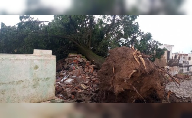 Fuertes vientos azotaron San Francisco del Chañar: árboles caídos y galpón derrumbado