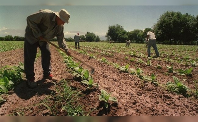 Aumenta la prestación por desempleo para trabajadores rurales