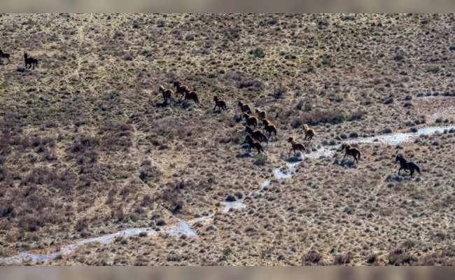 Con francotiradores y desde helicópteros, sacrifican a balazos a miles de caballos salvajes en Australia