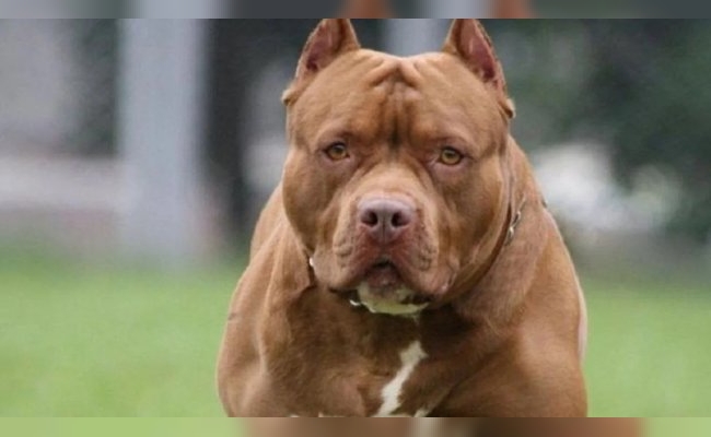 Córdoba: un niño fue atacado por un perro Pitbull mientras andaba en bicicleta