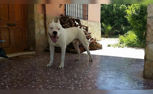 Córdoba: entró a robar, fue atacado por perros dogos y terminó detenido e internado