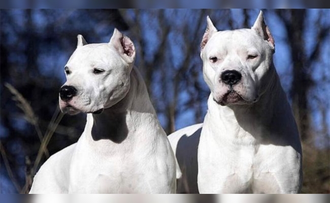 Feroz ataque de dogos a un ladrón que entró violentamente a una casa en Córdoba