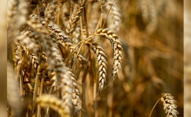 Acopiadores de granos realizarán un congreso para debatir sobre producción y comercio del trigo