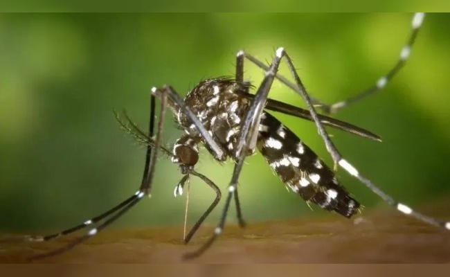 Dengue: confirman 315 mil casos en lo que va del año y 238 muertos por la enfermedad