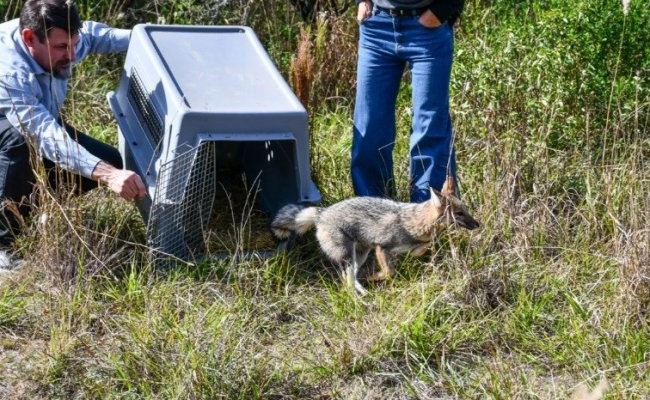 Un zorro gris, entre los 57 ejemplares de fauna silvestre que recuperaron su hábitat