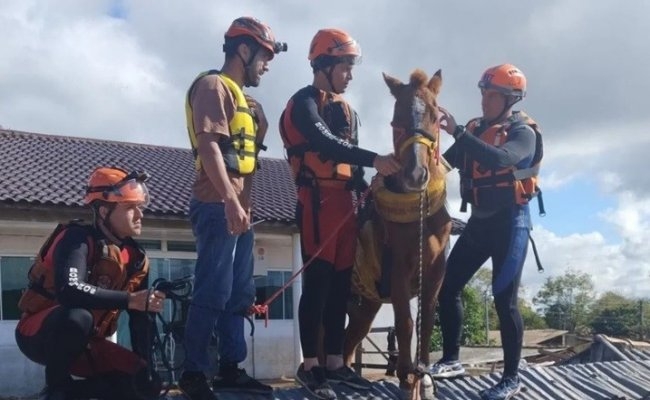 Rescataron a más de 5.000 animales por las inundaciones en Brasil