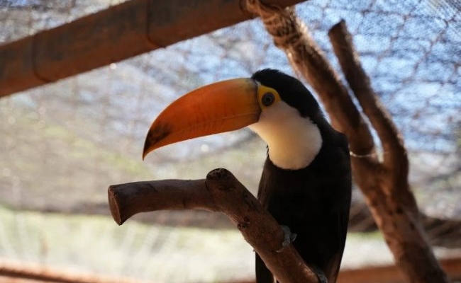 Trasladaron tres tucanes del Parque de la Biodiversidad a la Reserva Natural de Tucumán