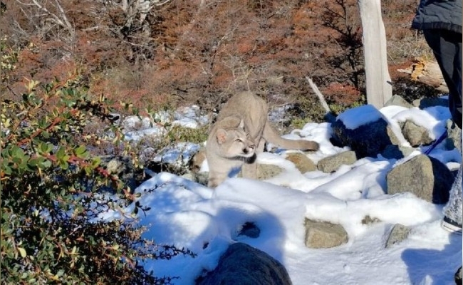 Estaban de paseo y se encontraron un puma, el terrorífico relato de una familia de San Francisco